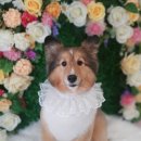 댕바라기 이미지