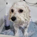 DOG깨비 강아지 미용실 이미지