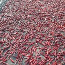 영광고추특화시장 이미지