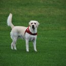 운정호수동물메디칼센터 이미지