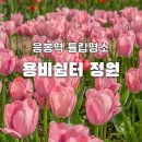 응봉 자전거대여소 | 서울 튤립 명소 서울숲 대신 응봉역 용비쉼터 정원! 4월 주말 현황부터 주차, 인생샷 꿀팁까지 (중랑천...