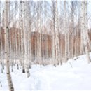 자작나무 숲 이미지