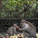 포레스트 | 발리 우붓 '몽키포레스트' 후기 입장료