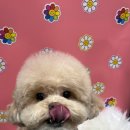 펫마켓 서구점 이미지