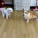 어썸 강아지 호텔 & 목욕 이미지