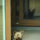 몽몽이# 이미지