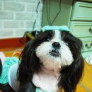 리틀애견 이미지