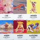 디바인독(DIVINE DOG) | 디바인 독 위즈덤 오라클카드 Divine Dog Wisdom Cards 동물 개 강아지