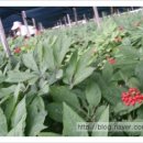 동성농장 이미지