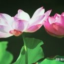 도*환 이미지