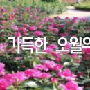 꽃길가득