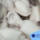 인도네시아 갑오징어 홀크린 할인 판매 이미지