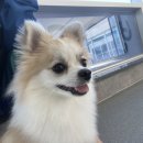 뽀글뽀글 반려견 유치원&호텔 이미지