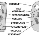 Eukaryote-specific organelles 진핵세포의 주요기관 이미지