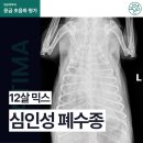 대구 심인성 폐수종 (12살 믹스 치료 후기) | 파티마동물의료센터