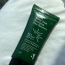 Sun Tree(썬 트리) 이미지