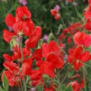 스위트피(sweetpea) 이미지