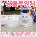 전생에인연펫 | 반려동물 행동교정관리사 펫플루언서 - 마이뚜 X 애니멀 커뮤니케이터 도화