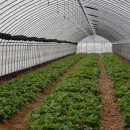 금순농장 이미지