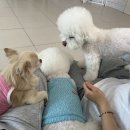 댕댕가르텐 강아지애견유치원호텔 이미지