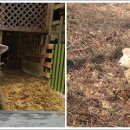 행복한목장 이미지