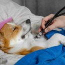 힐링동물의료센터 이미지