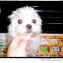 말티네 집 이미지