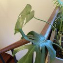 루이스테이 이미지