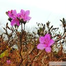 약산흑염소삼문산농장 네이버블로그