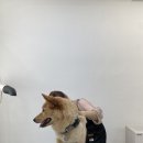 금촌애견 이미지