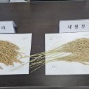 참누리