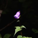 금강초롱 이미지