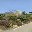 땅끝천년숲옛길 | 해남 천년숲길 3구간(봄날 따스한 햇살아래 오도재를 넘어 대흥사로...)