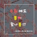 봄이 왔나 봄 이미지