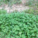 시암농장 이미지