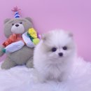 내품안의반려견광명점 이미지