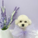 꼼꼼 애견미용실 이미지