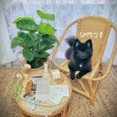 SM펫살롱 이미지