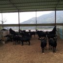 함양흑염소 이미지