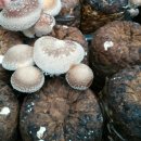 여주 버섯체험 이미지