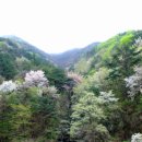 벽계 Daum카페