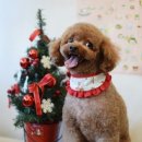 펫살롱 노아 이미지