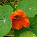 곰배령설피마을 이미지