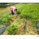 번성농장 이미지