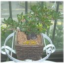 행복나무 이미지