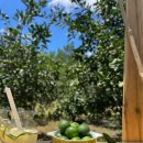 제주각시이우다 이미지