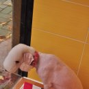 신정애견 이미지