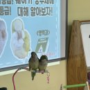 🦜동물나라-앵무새와 미니 메추리🐦 이미지