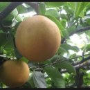 울산원예농협하나로마트 이미지