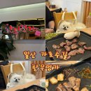 사계명가한돈한우 | 애견동반 가능 일산 가로수길 삼겹살 한우명가 방문 후기